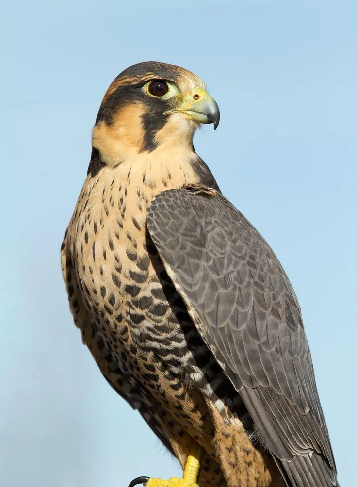 Peregrine Falcon Sounds | Indus Appstore | Screenshot