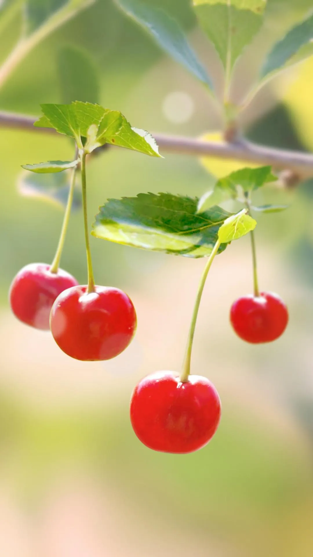 Sweet Cherry Live Wallpaper | Indus Appstore | Screenshot