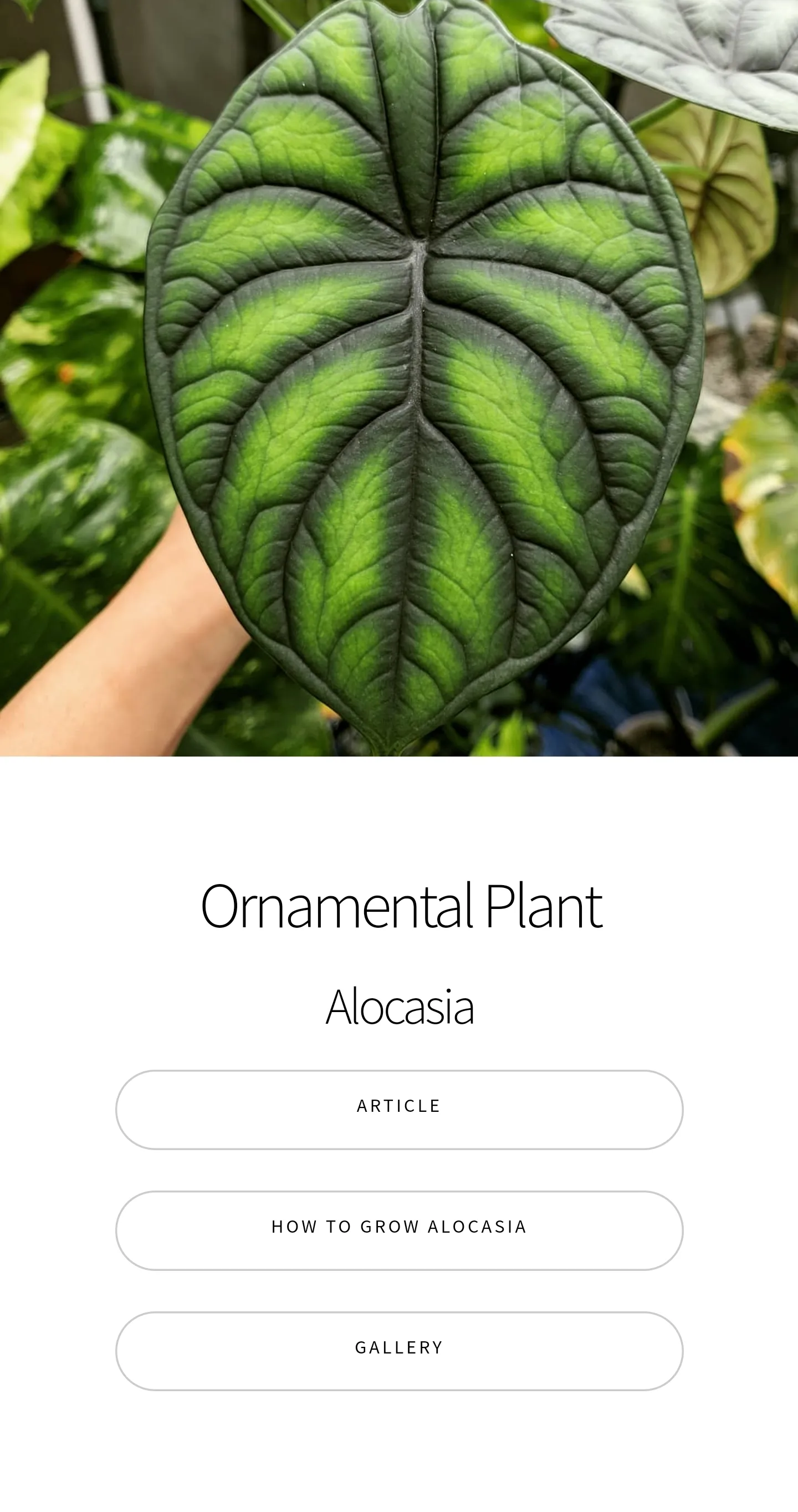 Alocasia Ornamental Plant Guid | Indus Appstore | Screenshot