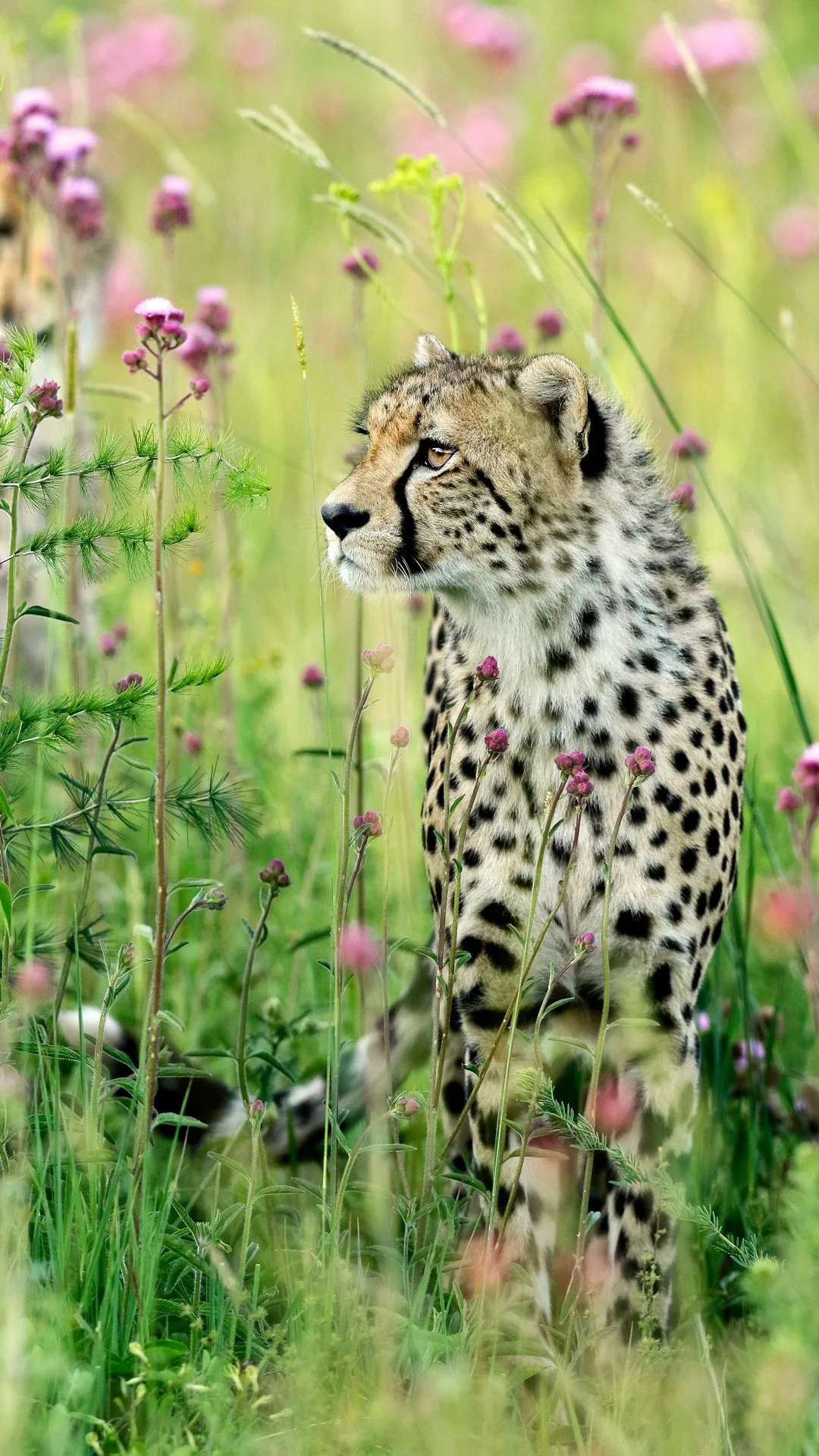 Cheetah Wallpapers | Indus Appstore | Screenshot