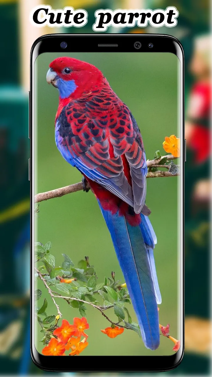 Cute Parrot Wallpaper | Indus Appstore | Screenshot