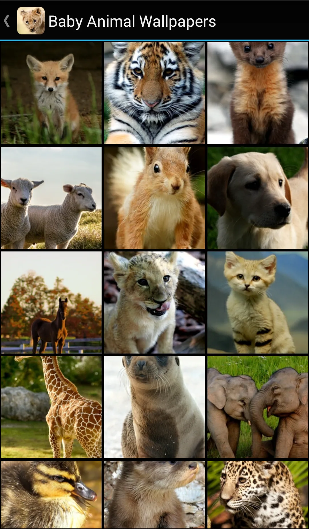 Baby Animal Wallpapers | Indus Appstore | Screenshot