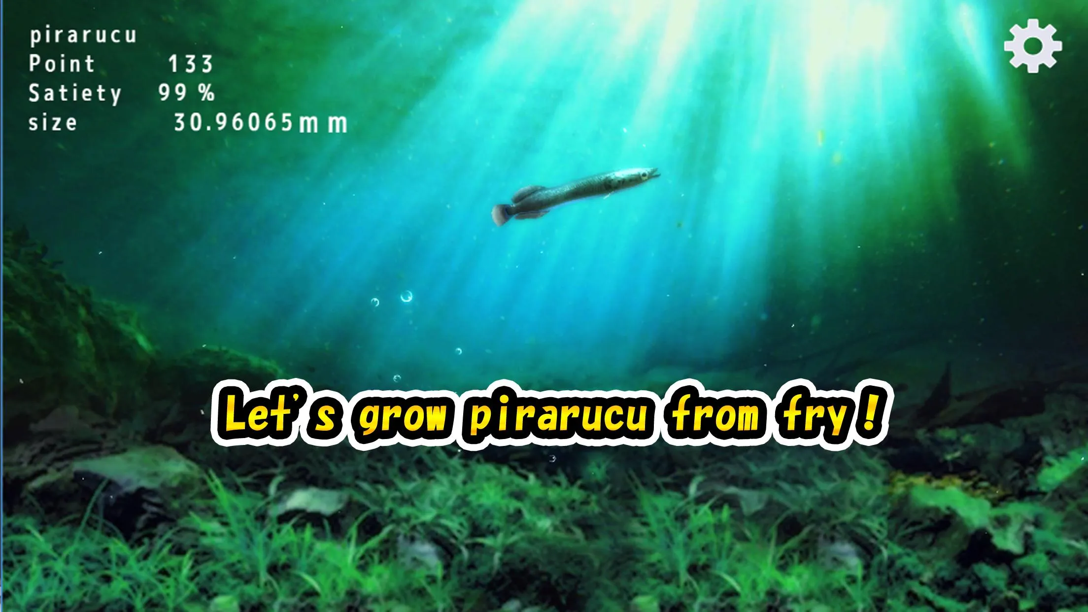 Pirarucu rising from fry | Indus Appstore | Screenshot