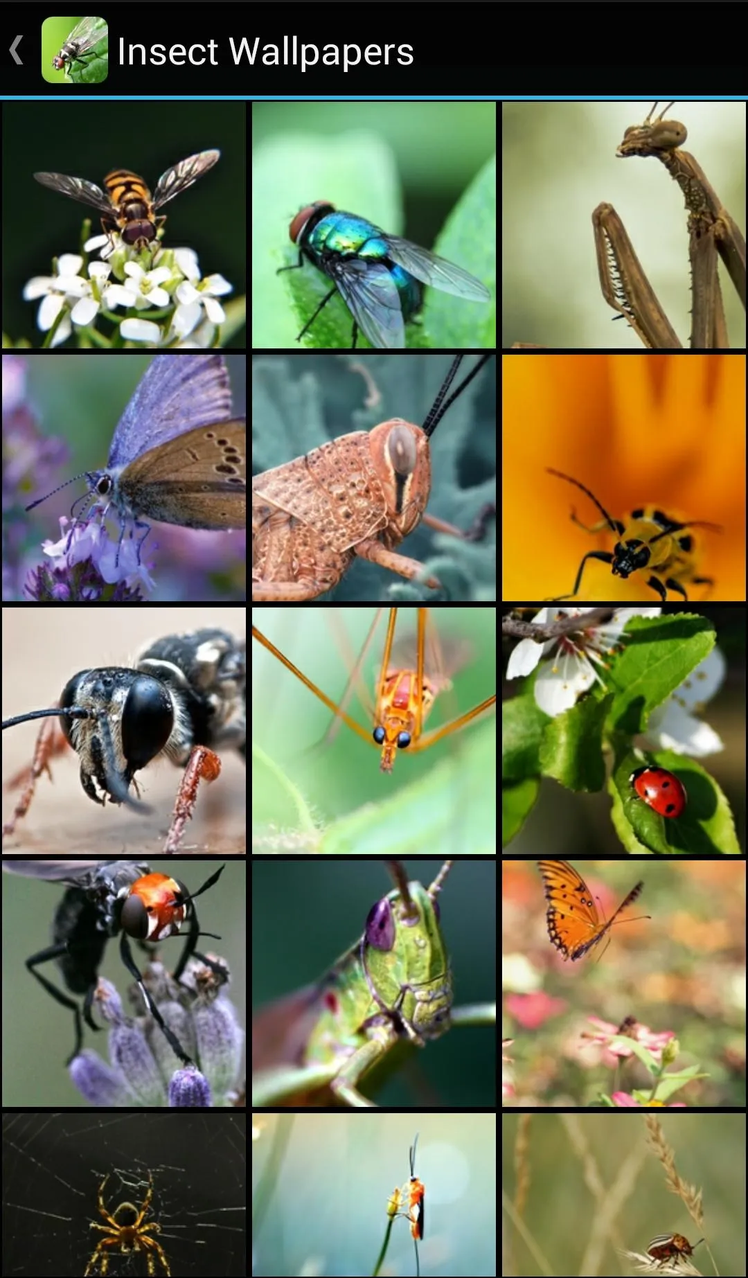 Insect Wallpapers | Indus Appstore | Screenshot