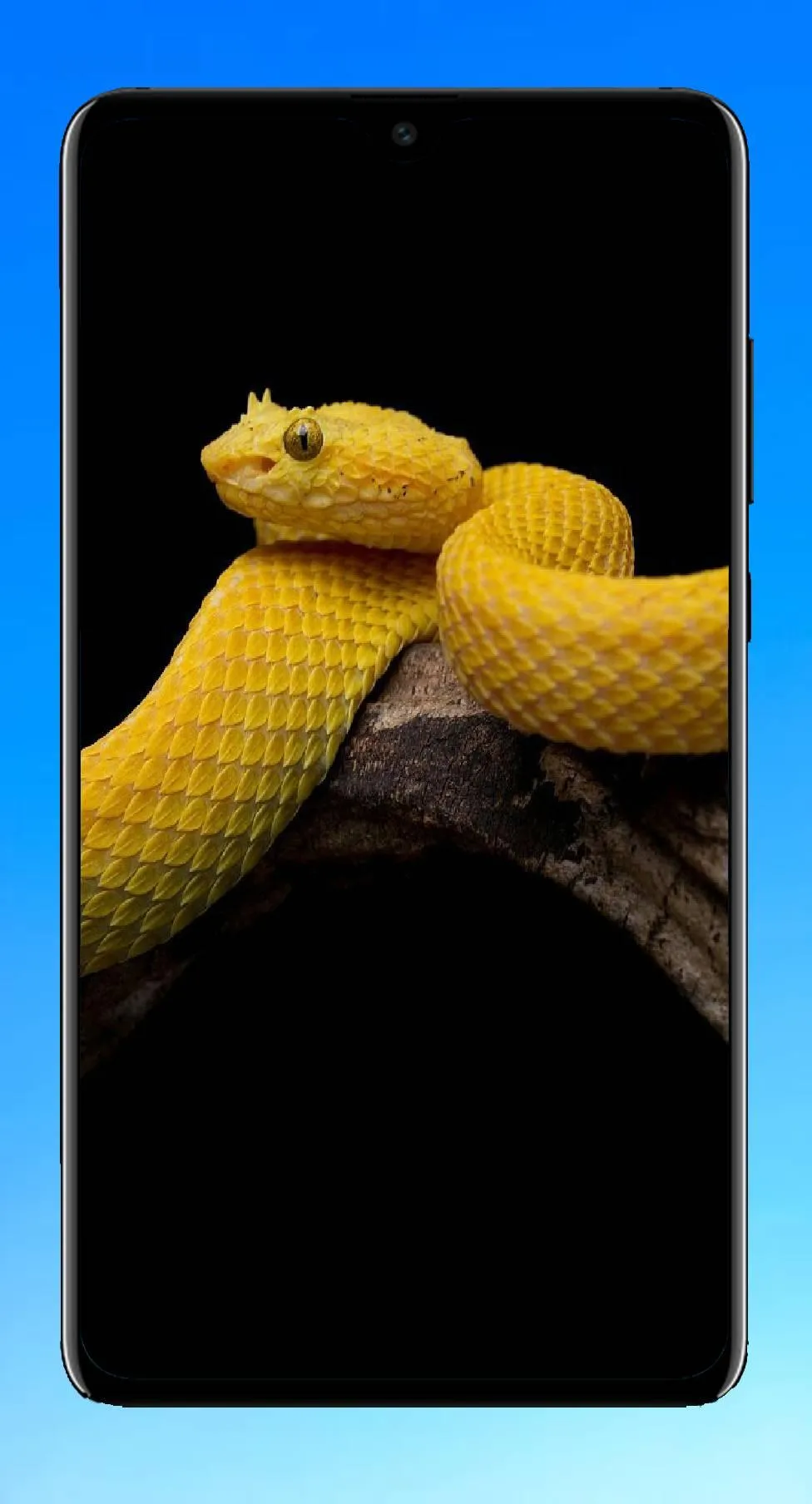 Snake Wallpaper 4K | Indus Appstore | Screenshot