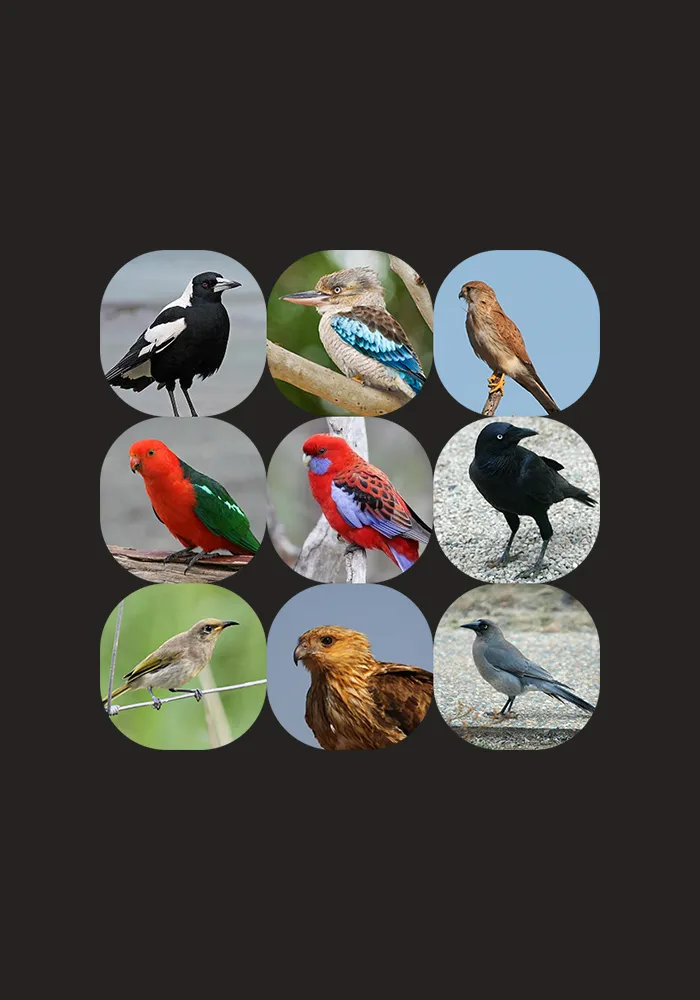 Australian Bird sounds | Indus Appstore | Screenshot