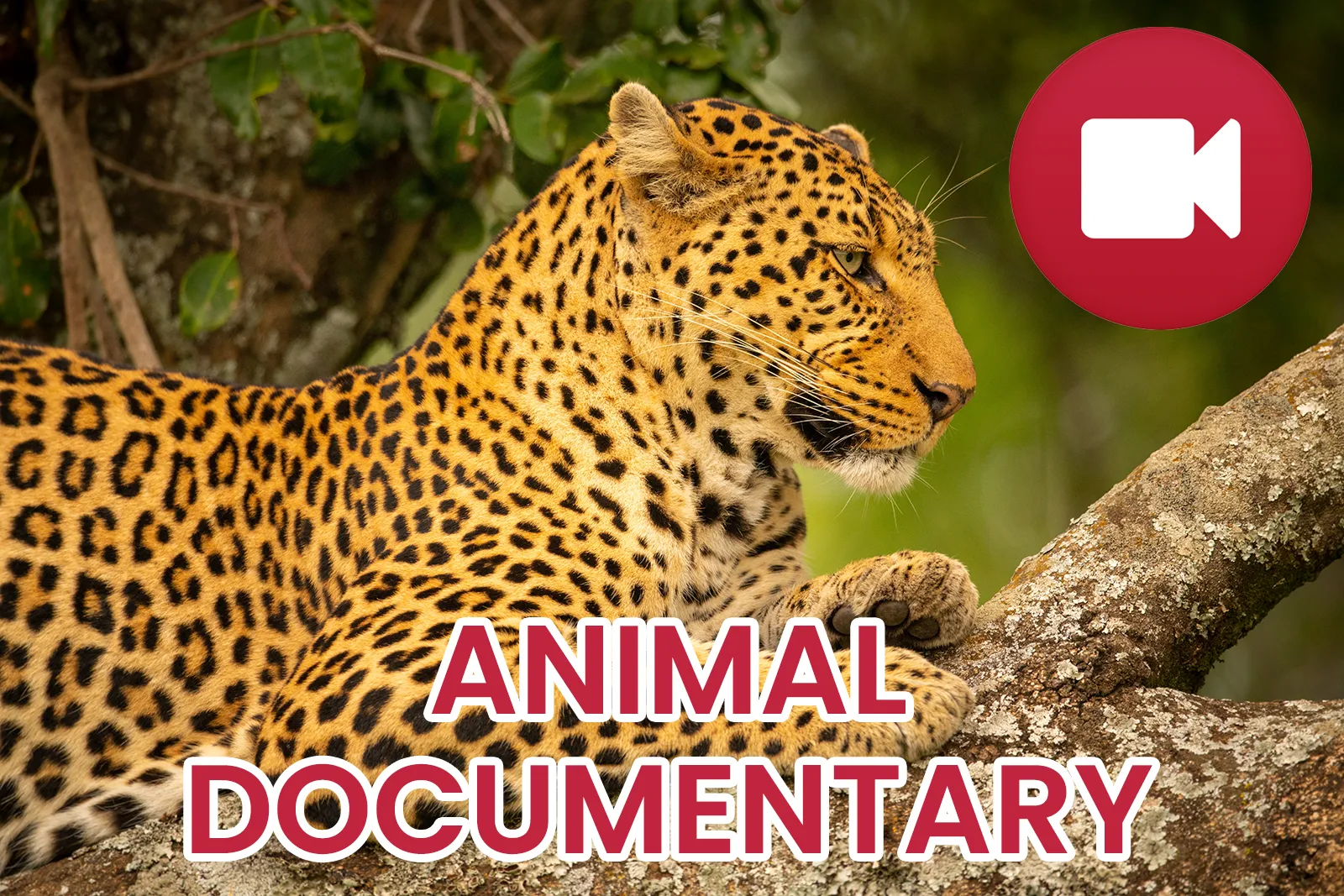 Wild Animals Documentary | Indus Appstore | Screenshot