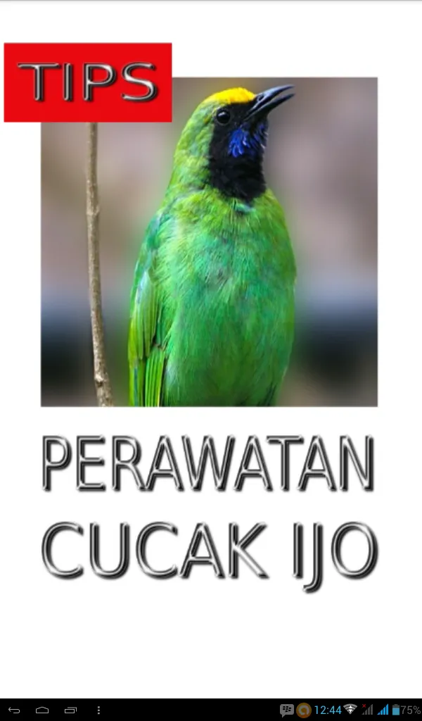 Tips Perawatan Cucak Ijo | Indus Appstore | Screenshot