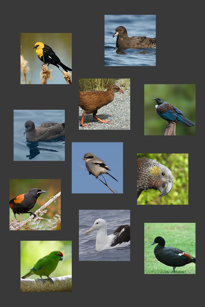 NZ Bird Sounds | Indus Appstore | Screenshot