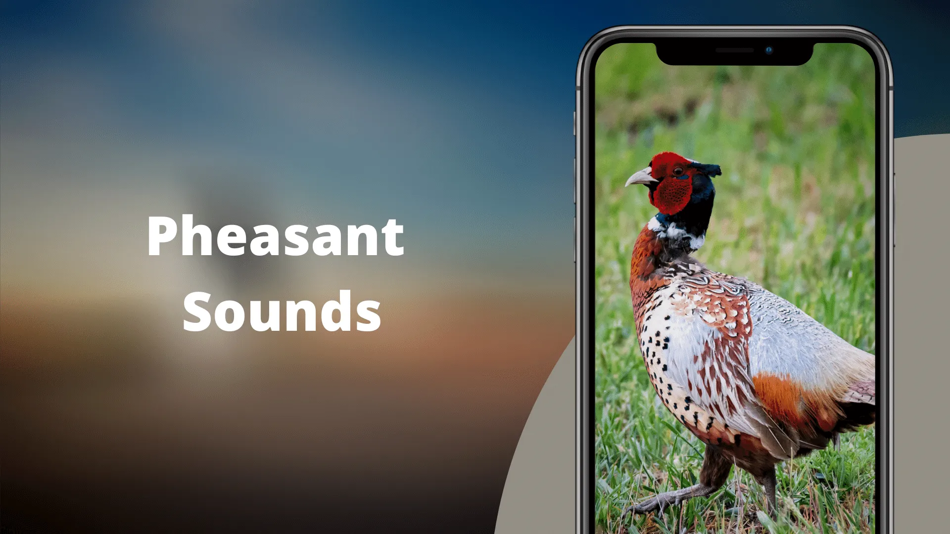 Pheasant Sounds | Indus Appstore | Screenshot