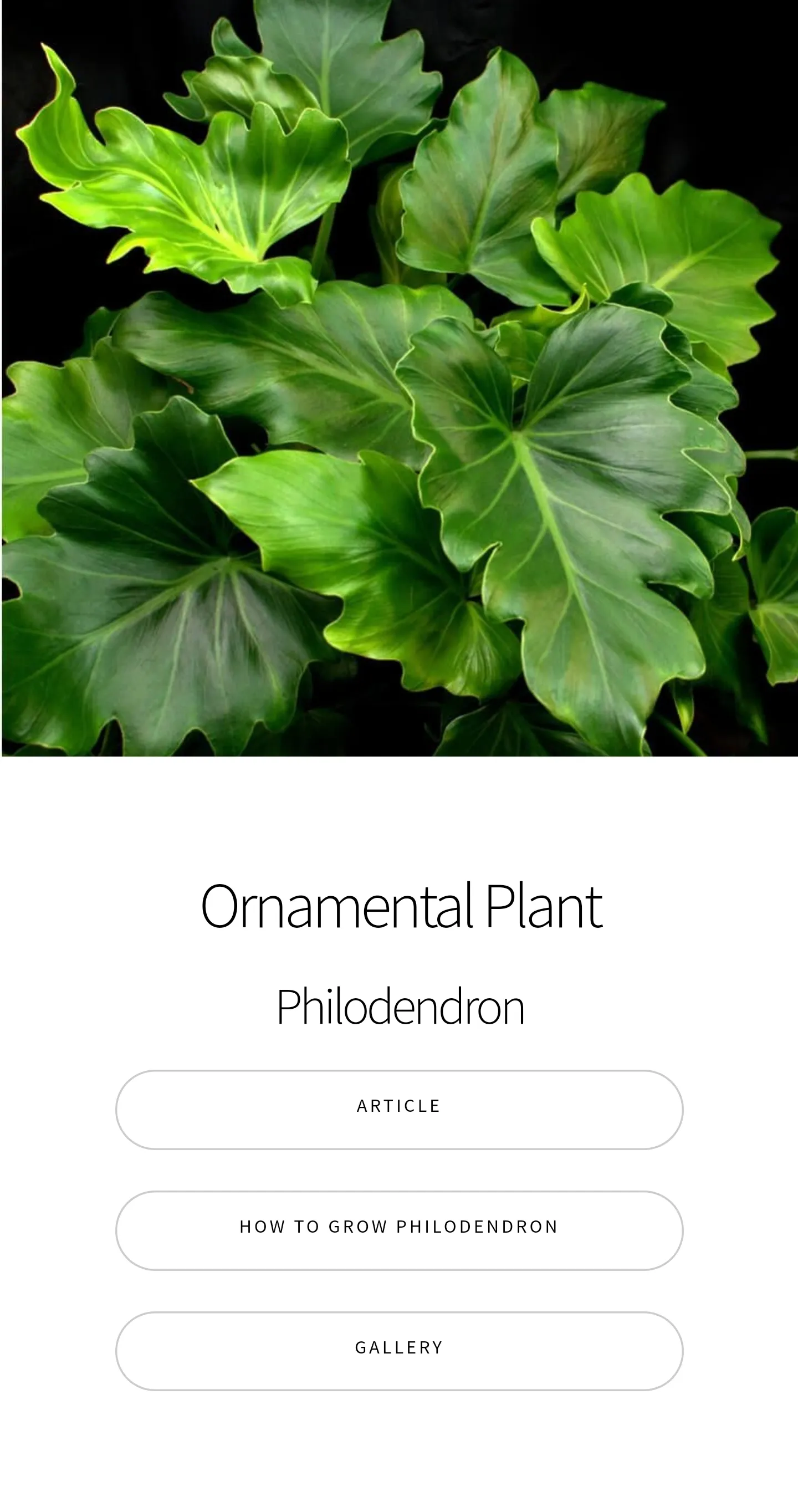 Philodendron Plant Guide | Indus Appstore | Screenshot