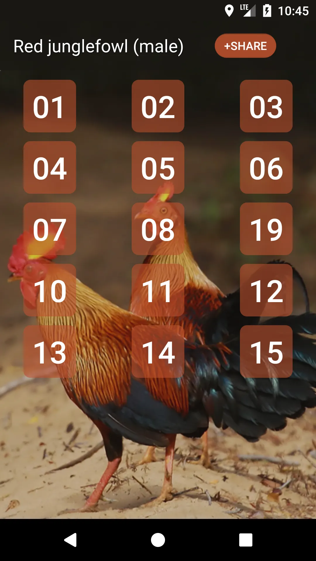 Red junglefowl | Indus Appstore | Screenshot