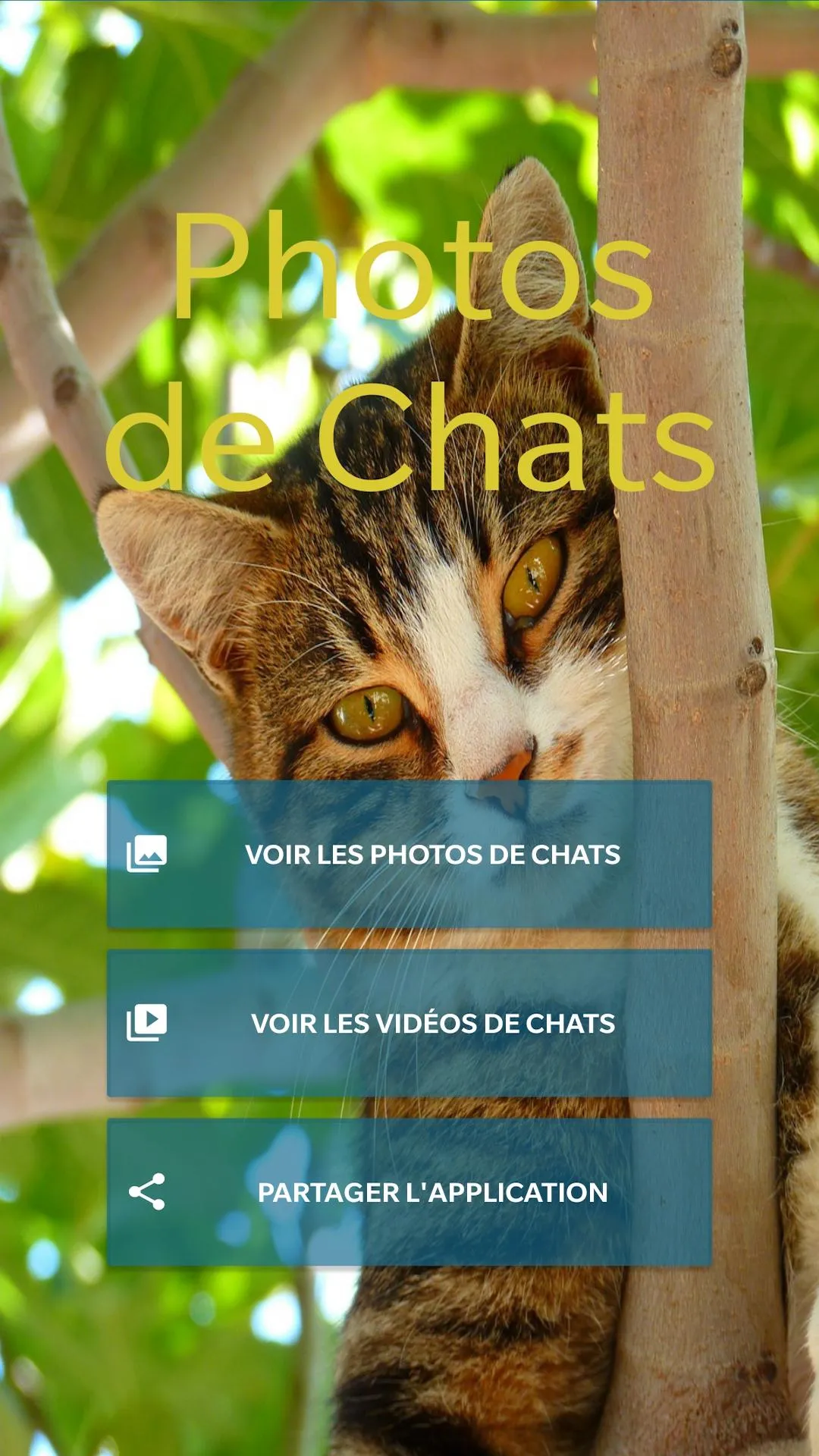 Photos and Videos of Cats | Indus Appstore | Screenshot