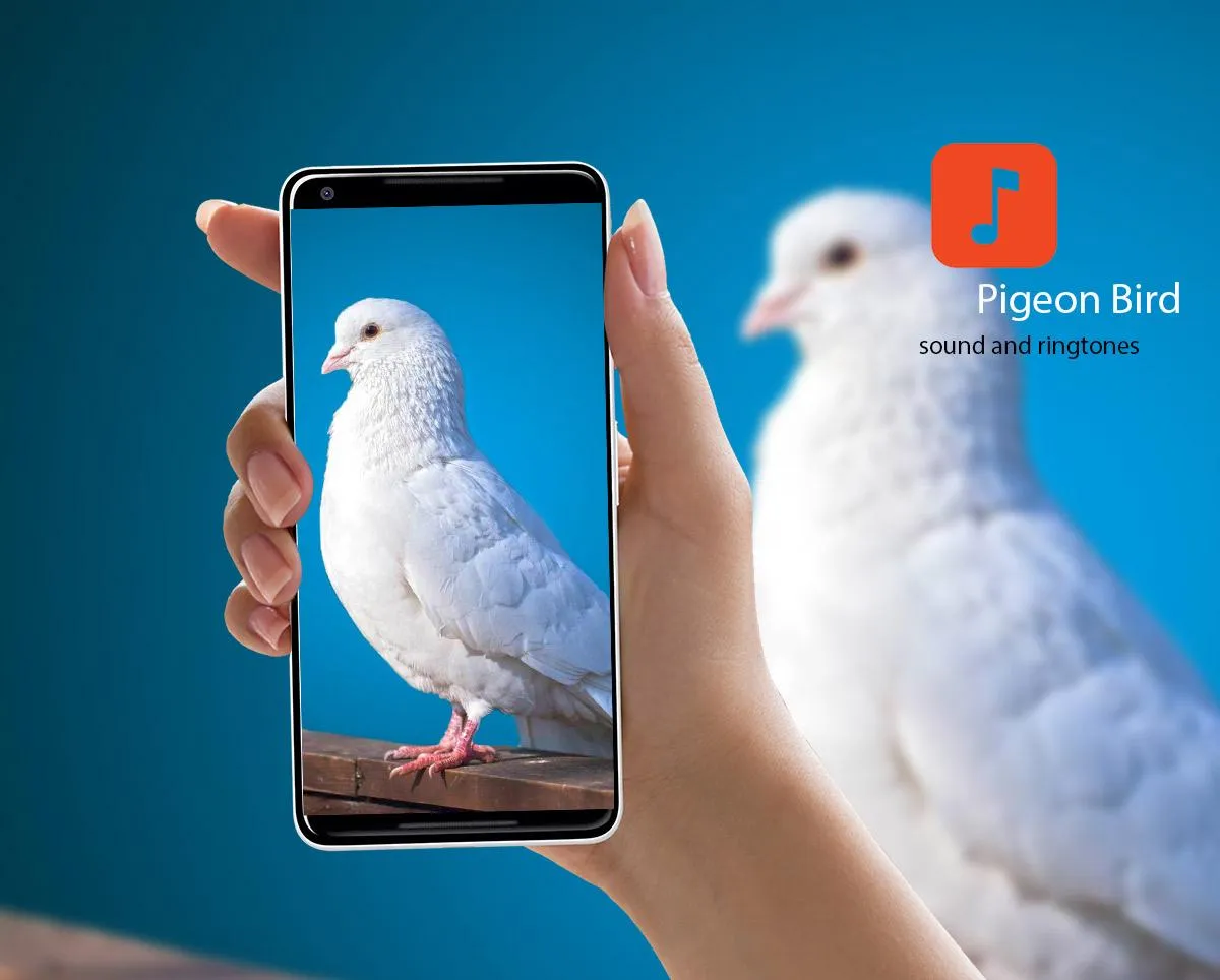 Pigeon Bird Sounds | Indus Appstore | Screenshot