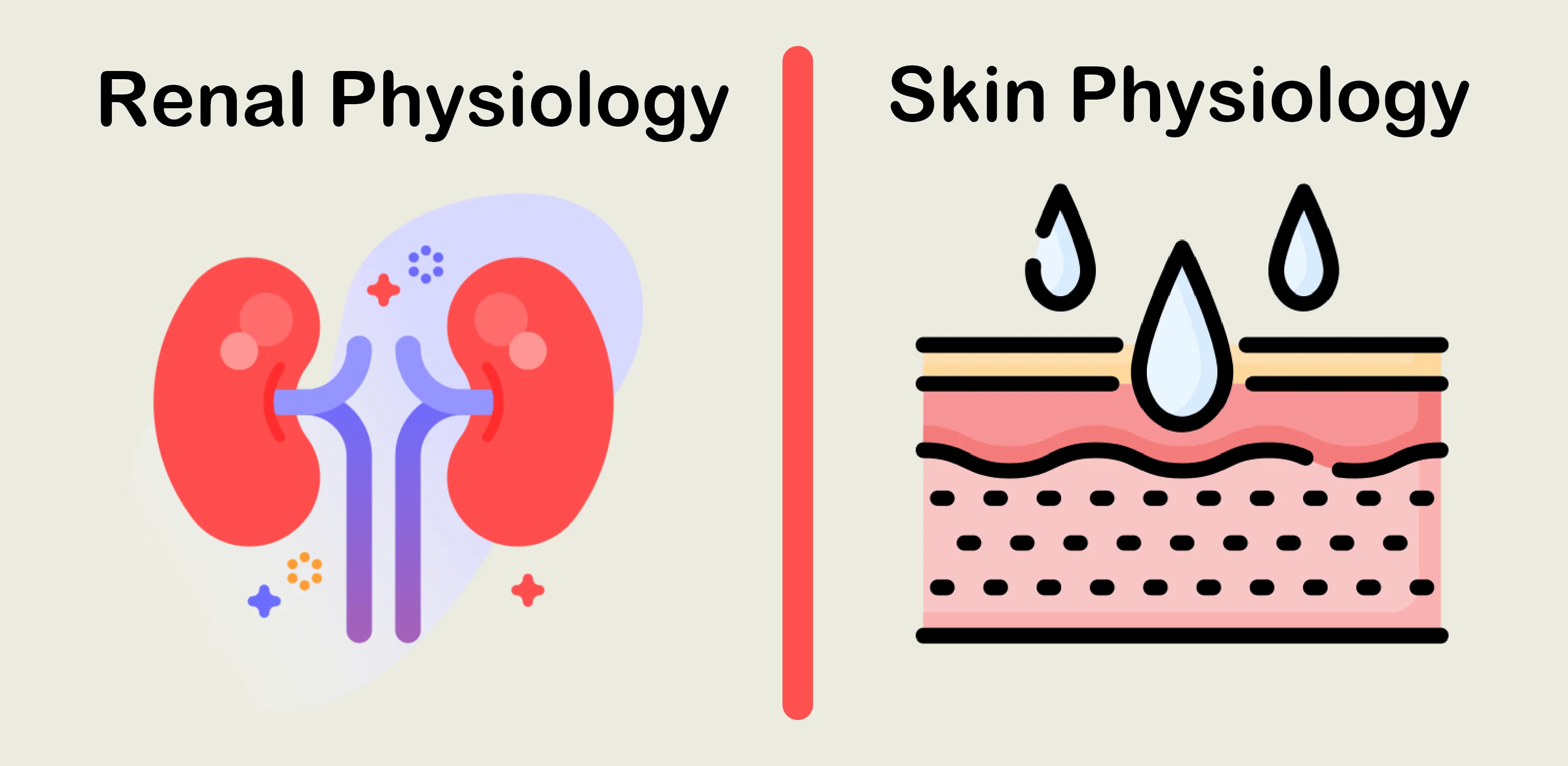 Renal  and Skin Physiology | Indus Appstore | Screenshot