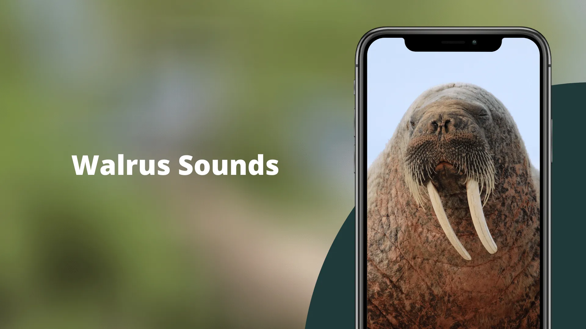 Walrus Sounds | Indus Appstore | Screenshot