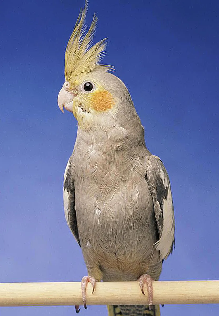 Cockatiel Sounds | Indus Appstore | Screenshot