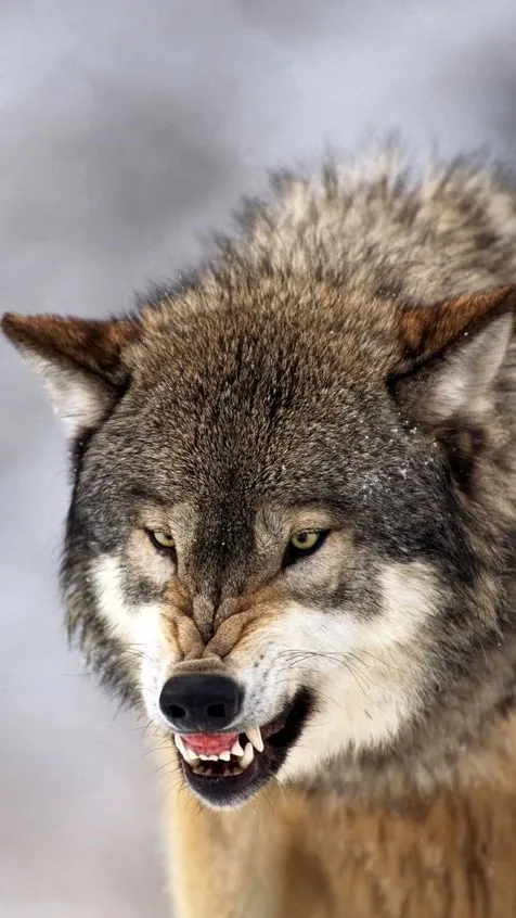 Wolf Wallpapers | Indus Appstore | Screenshot