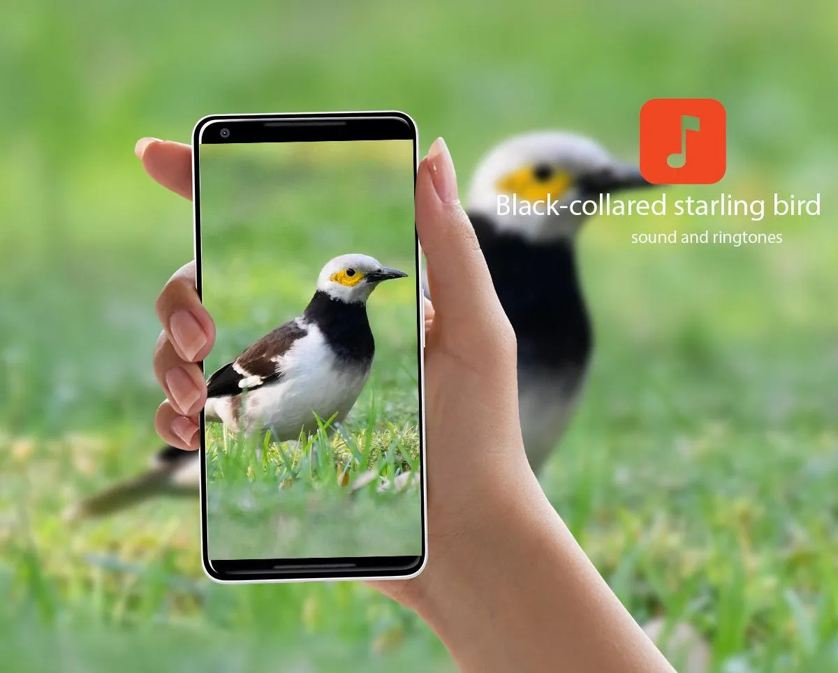 Black-collared starling calls | Indus Appstore | Screenshot