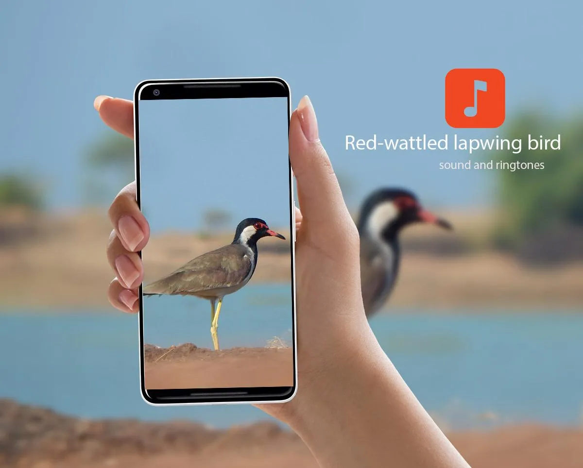 Red-wattled lapwing Bird Sound | Indus Appstore | Screenshot