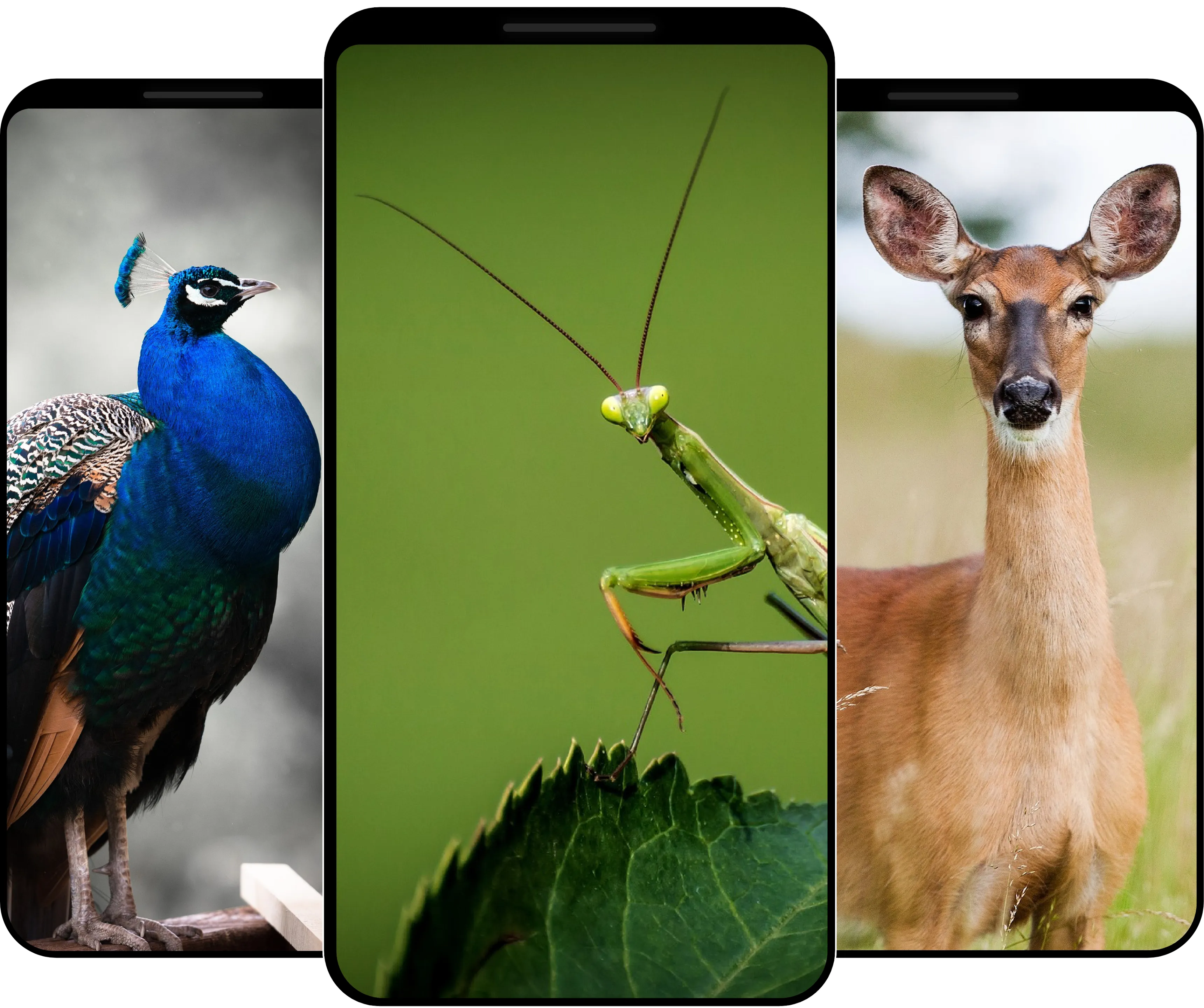 4K Animal Wallpaper | Indus Appstore | Screenshot