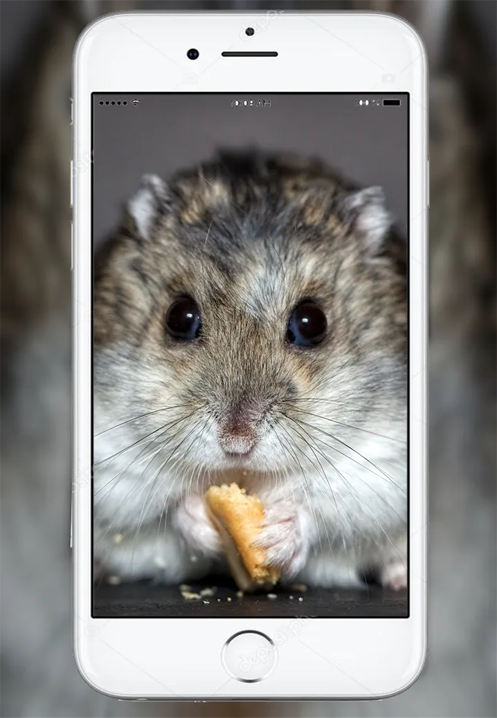 Cute Hamster Wallpaper | Indus Appstore | Screenshot