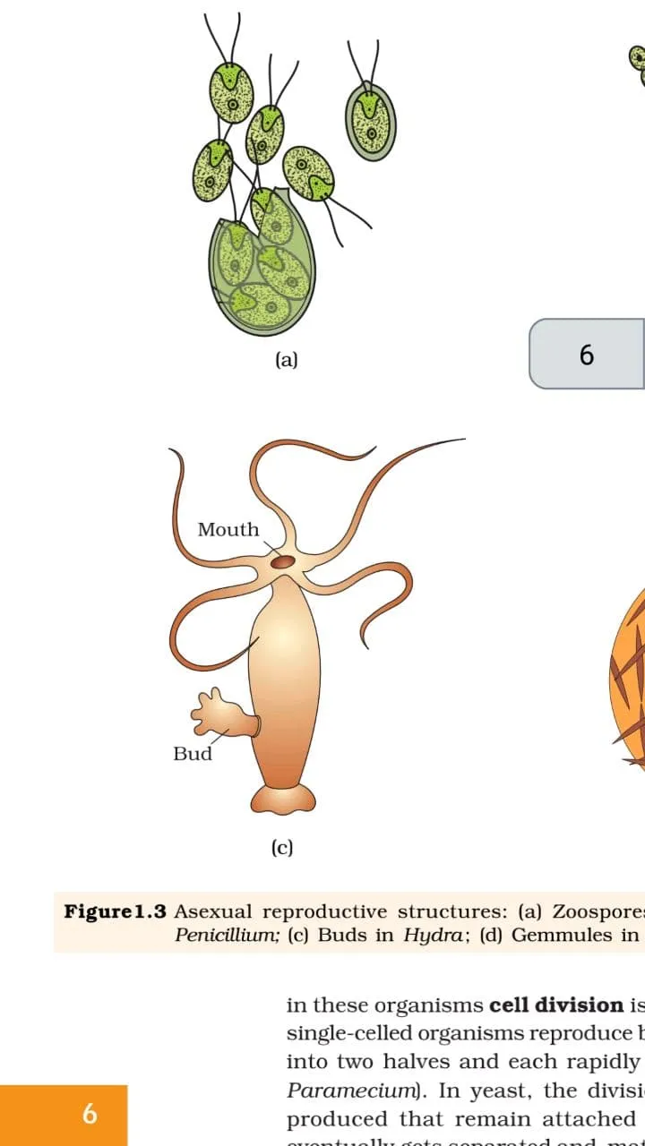 Class 12 Biology NCERT Book | Indus Appstore | Screenshot