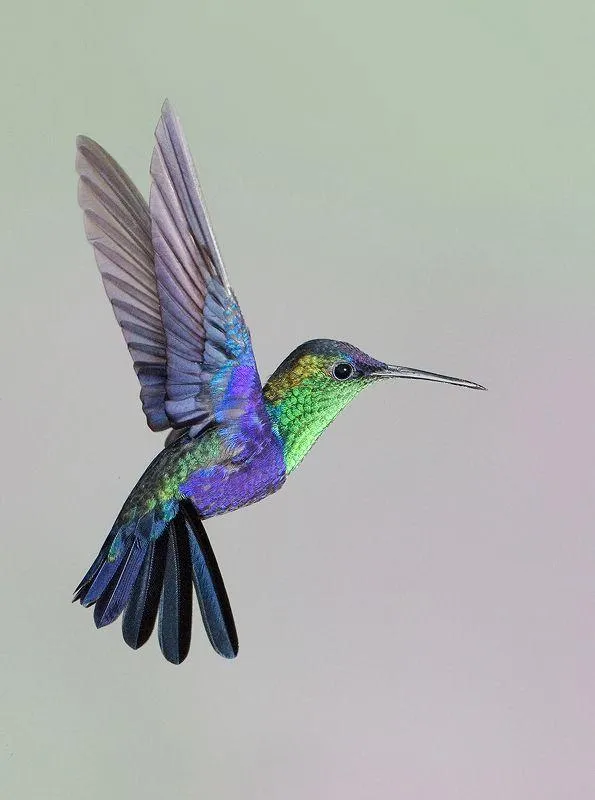 Hummingbird Sounds | Indus Appstore | Screenshot