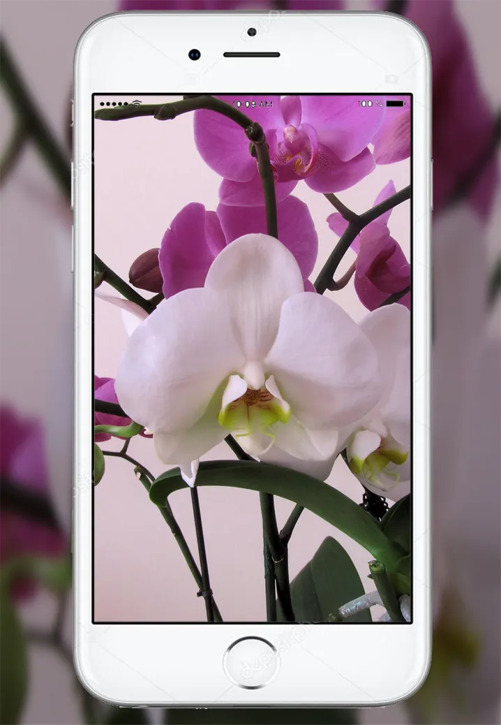 Orchid Flowers Wallpaper | Indus Appstore | Screenshot