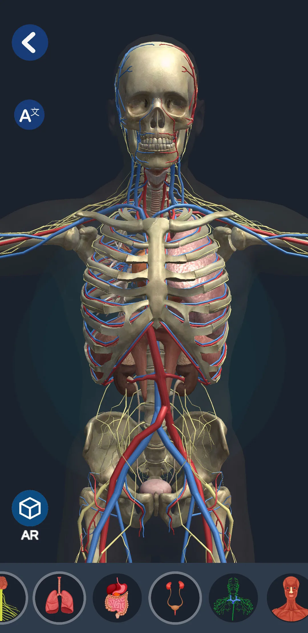 Human Anatomy 3D | Indus Appstore | Screenshot