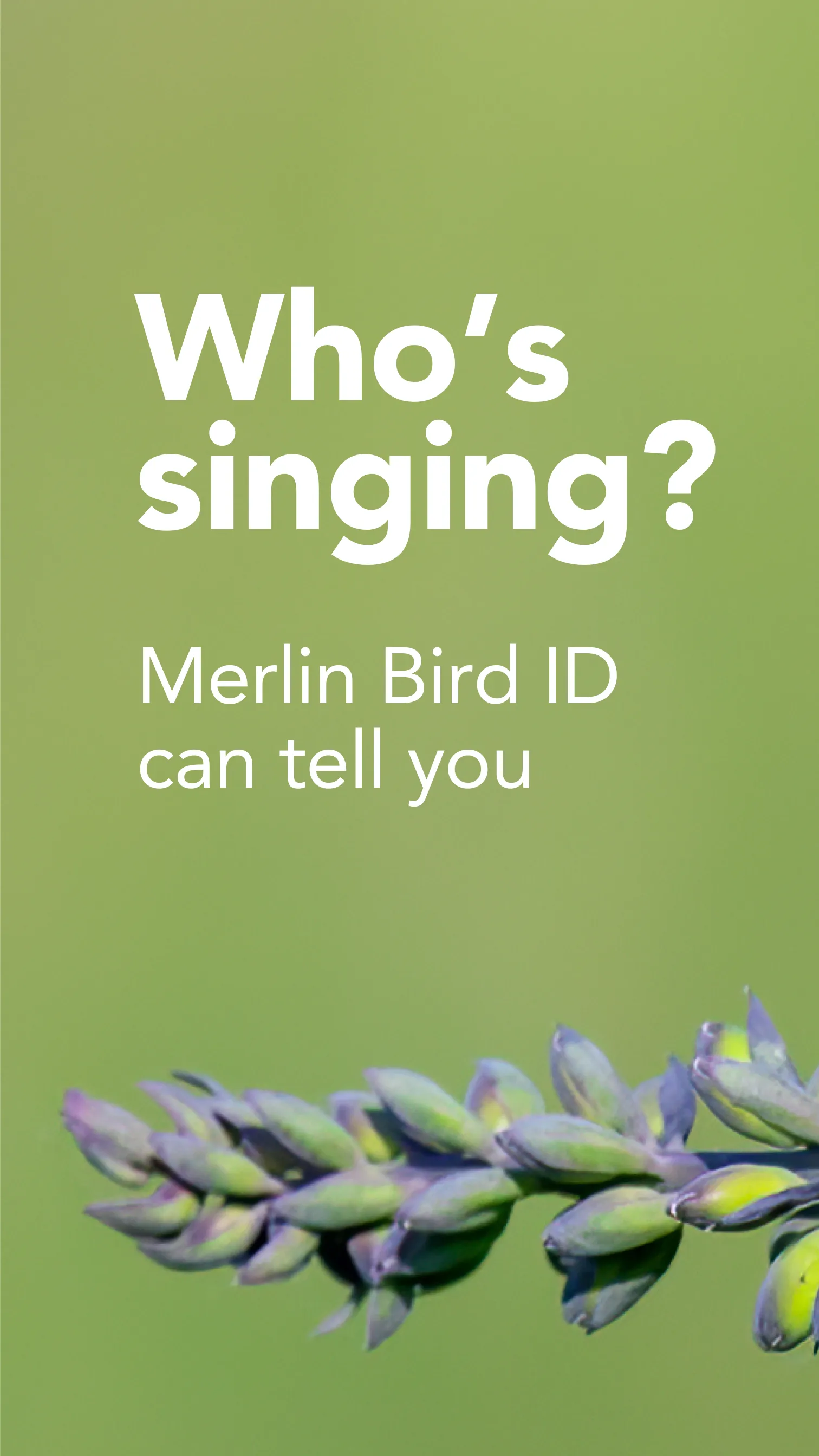 Merlin Bird ID by Cornell Lab | Indus Appstore | Screenshot