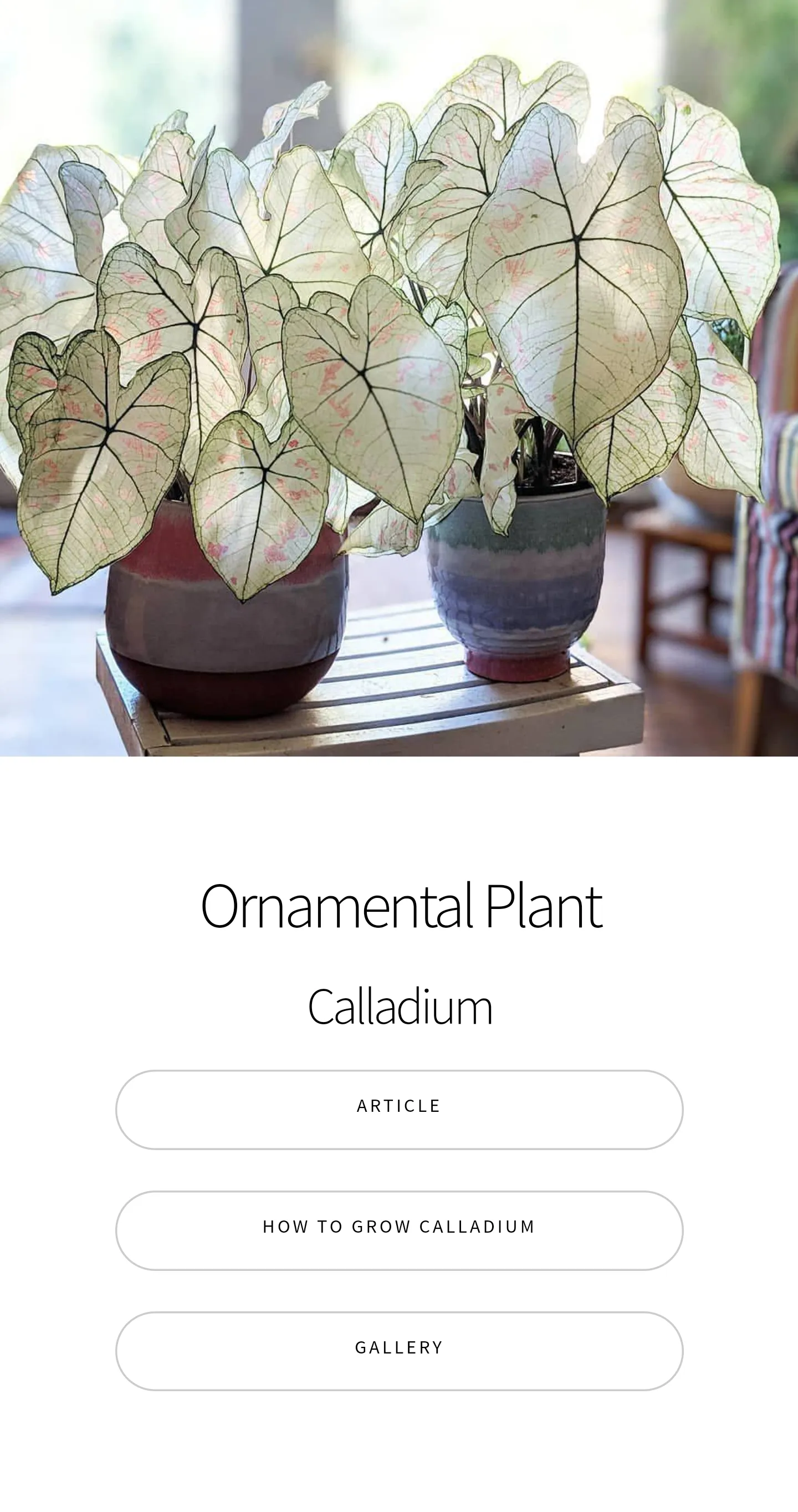 Caladium Ornamental Plant Guid | Indus Appstore | Screenshot