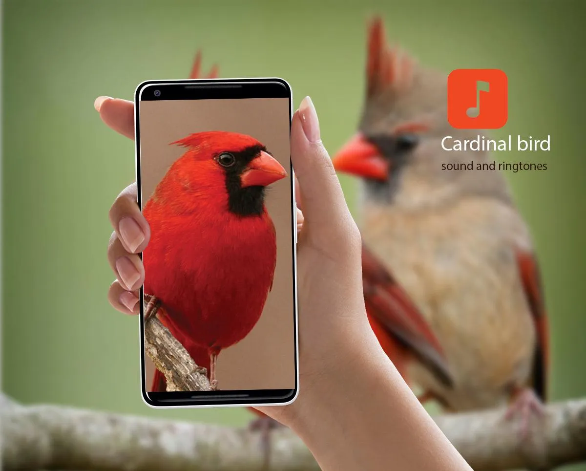 Cardinal bird sound ringtones | Indus Appstore | Screenshot