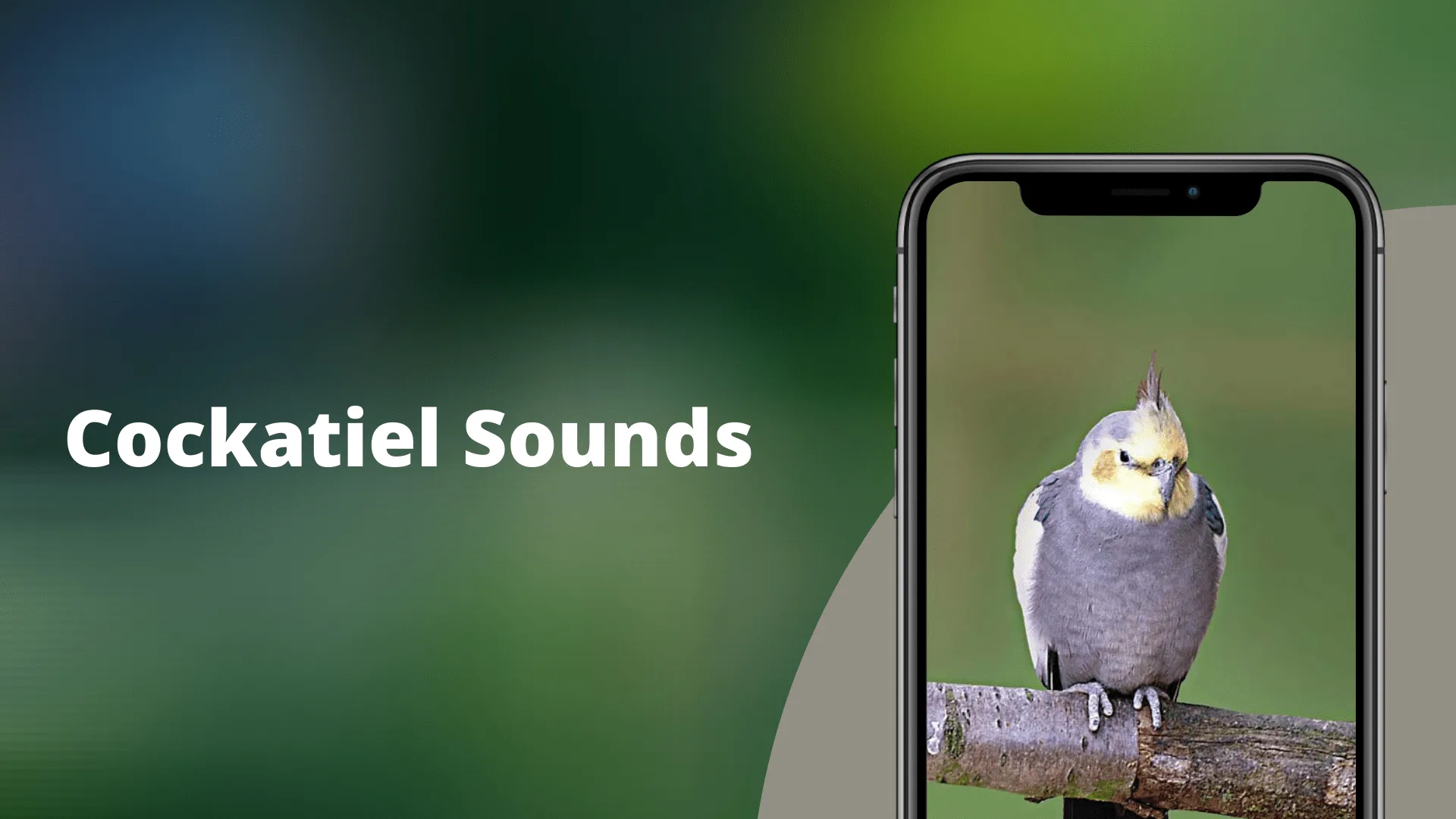 Cockatiel Sounds | Indus Appstore | Screenshot