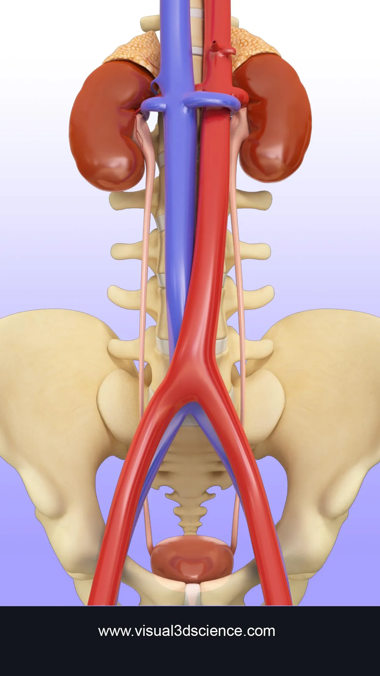 My Urinary System | Indus Appstore | Screenshot