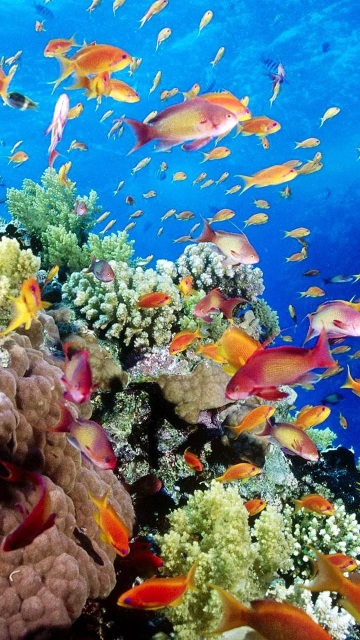 Aquarium Live Wallpaper | Indus Appstore | Screenshot