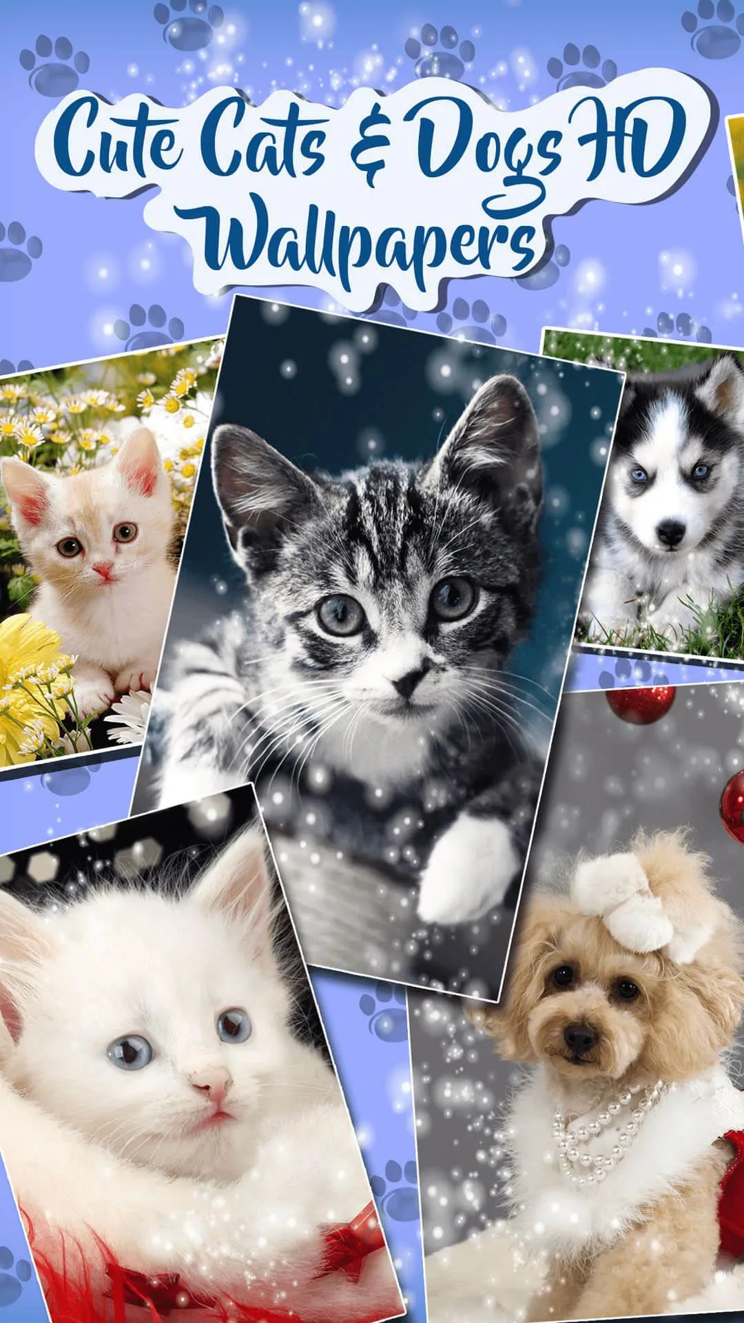 Cute Cat & Dog Live Wallpapers | Indus Appstore | Screenshot