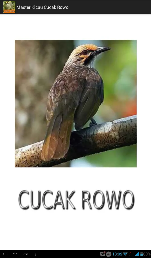 Master Kicau Cucak Rowo | Indus Appstore | Screenshot