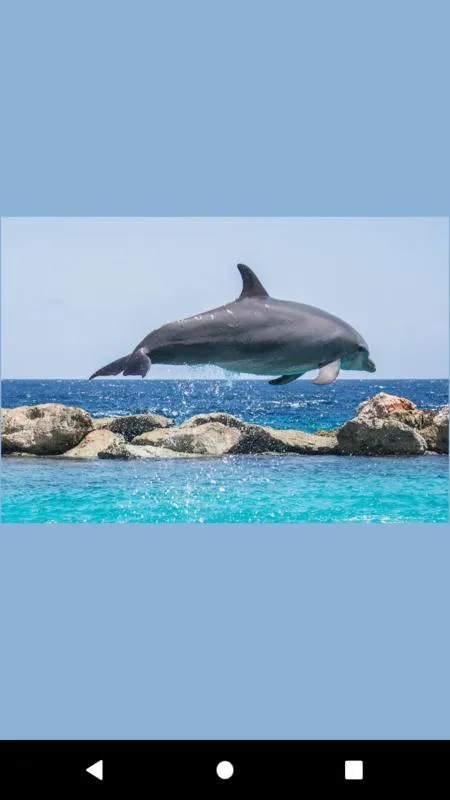 dolphin fish wallpaper | Indus Appstore | Screenshot