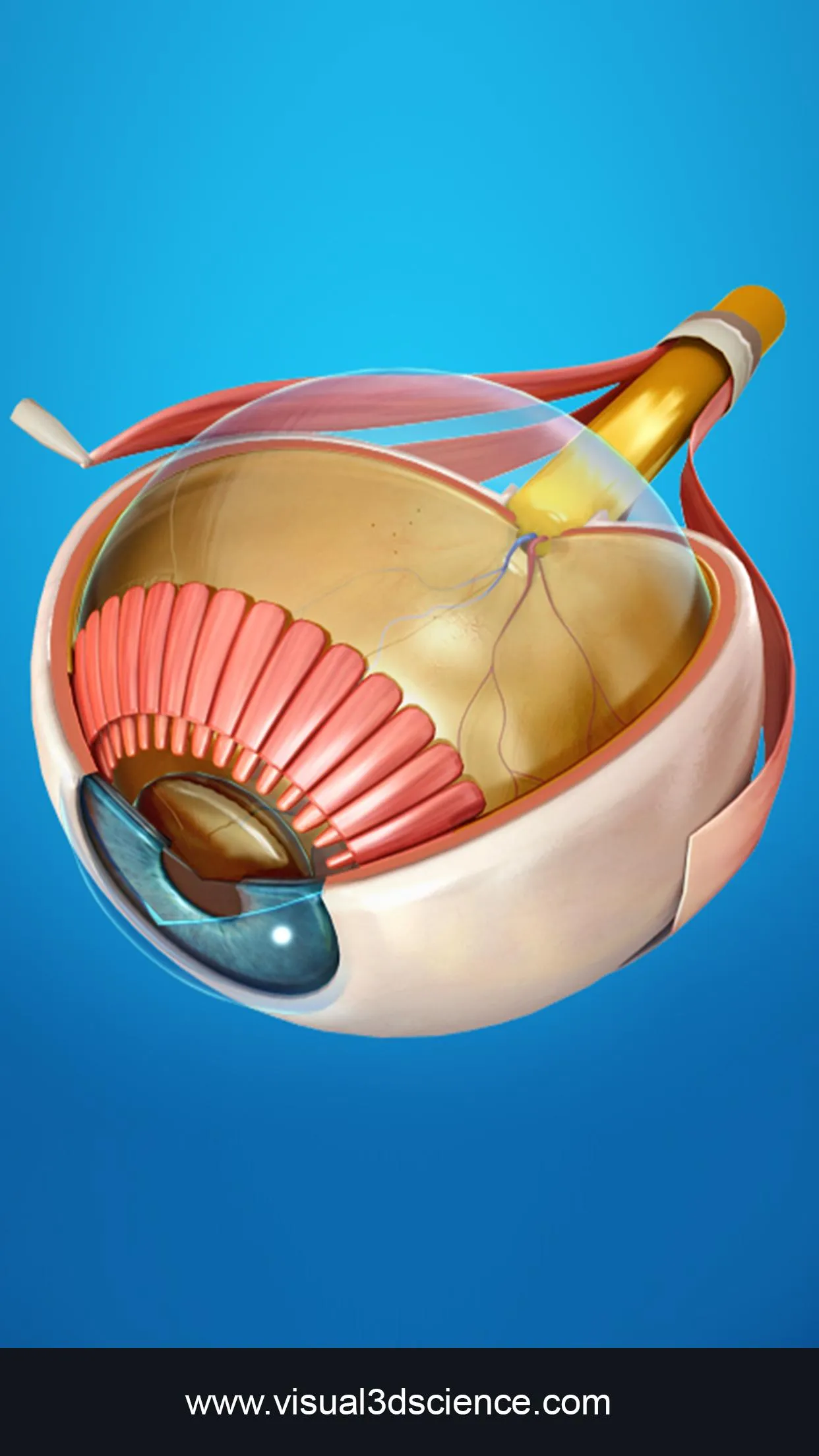 My Eye Anatomy | Indus Appstore | Screenshot