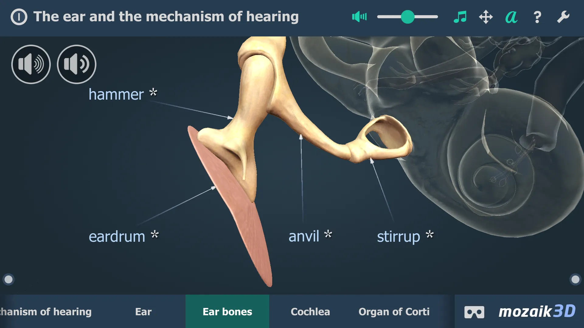 The mechanism of hearing 3D | Indus Appstore | Screenshot