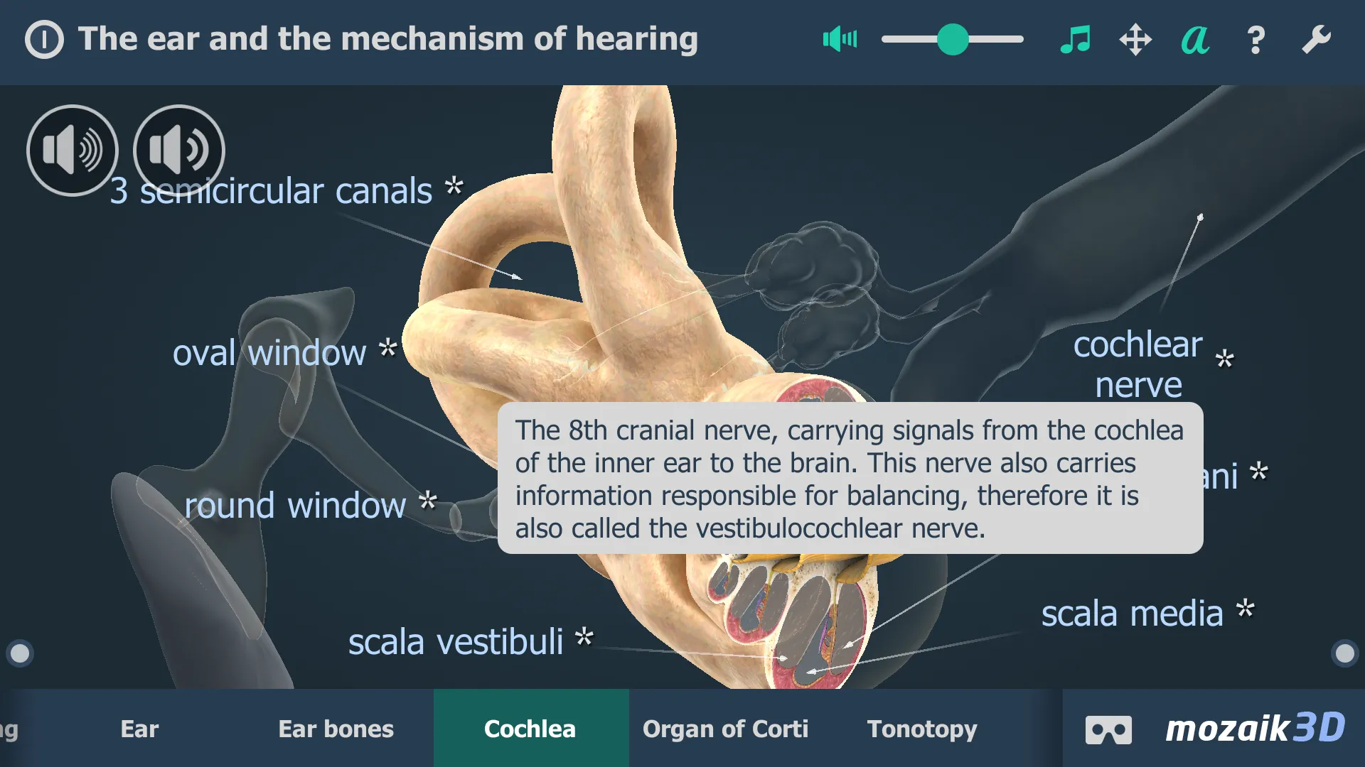 The mechanism of hearing 3D | Indus Appstore | Screenshot