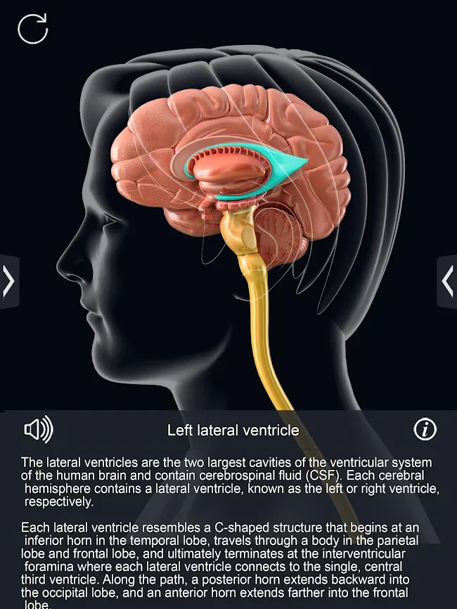 Brain Anatomy Pro. | Indus Appstore | Screenshot