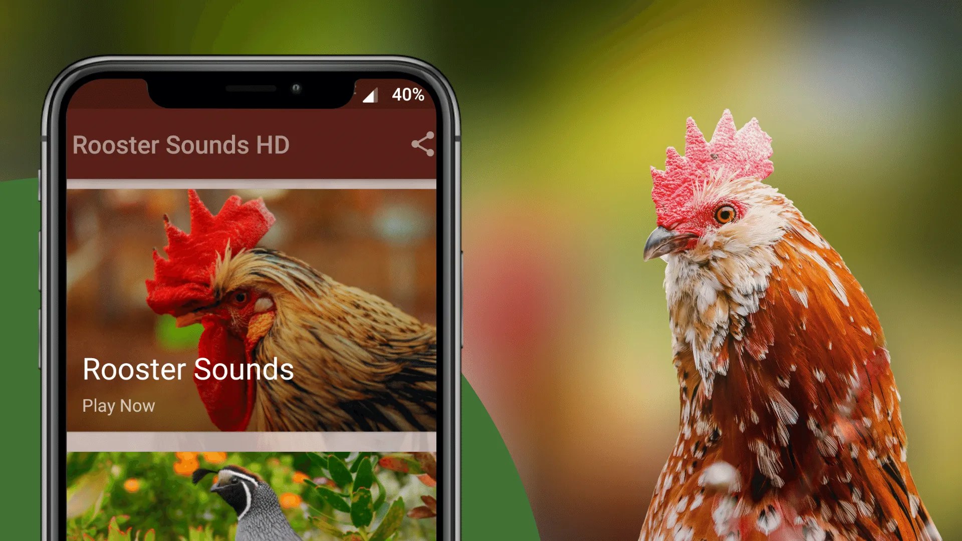 Rooster Sounds - Morning Alarm | Indus Appstore | Screenshot