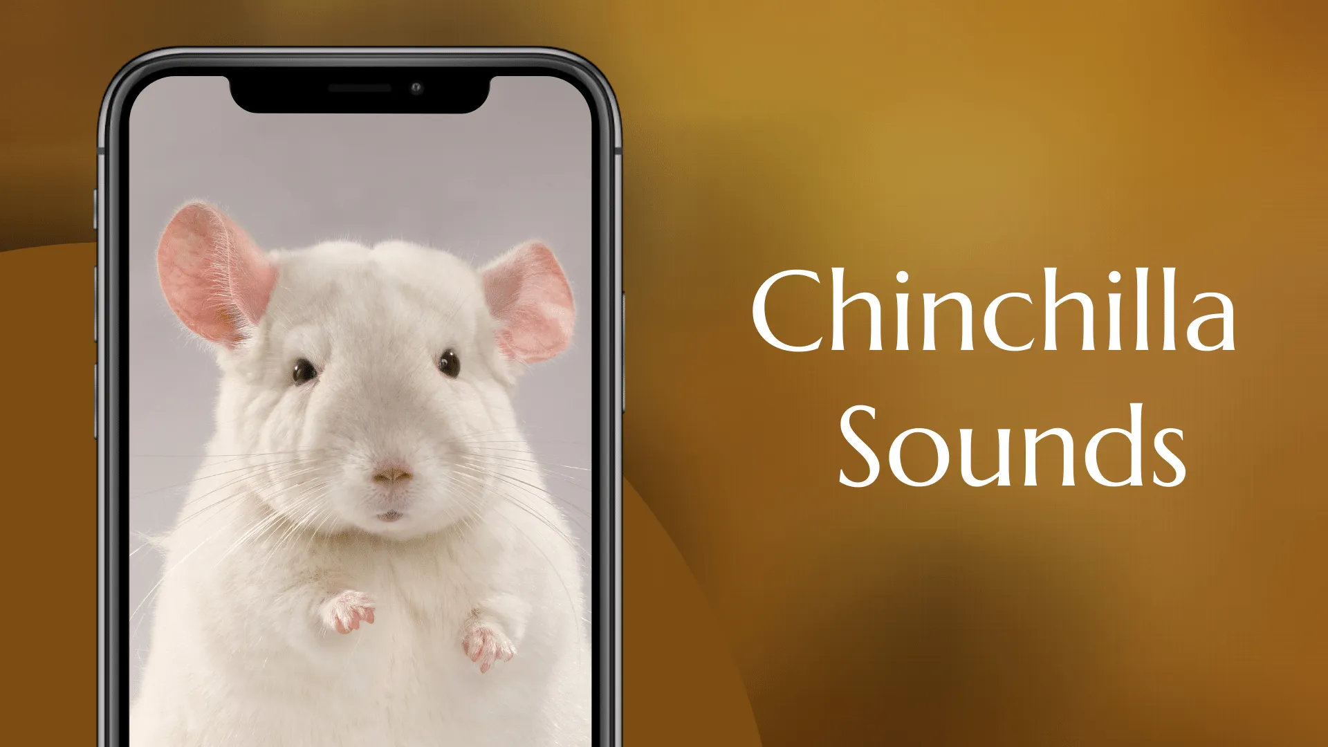 Chinchilla Sounds | Indus Appstore | Screenshot