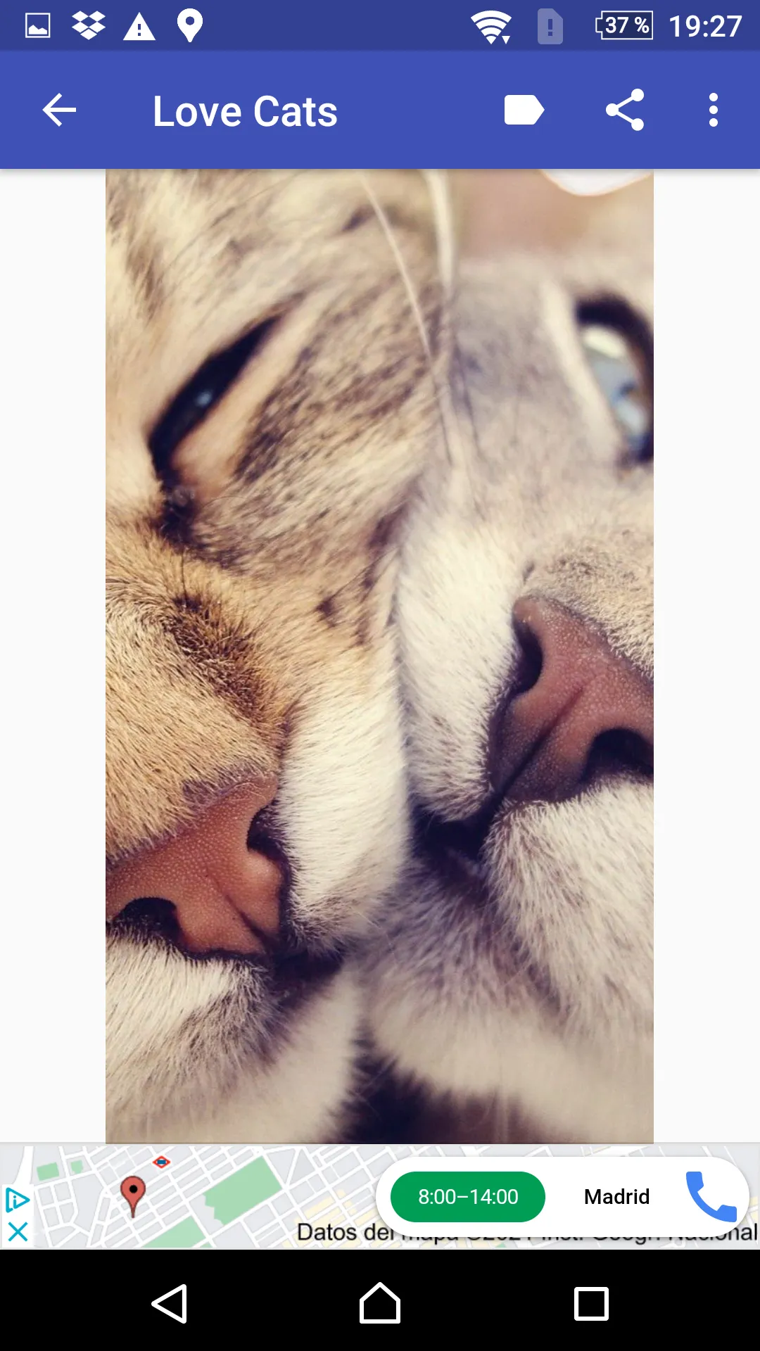 CATS ARE FABULOUS WALLPAPER | Indus Appstore | Screenshot