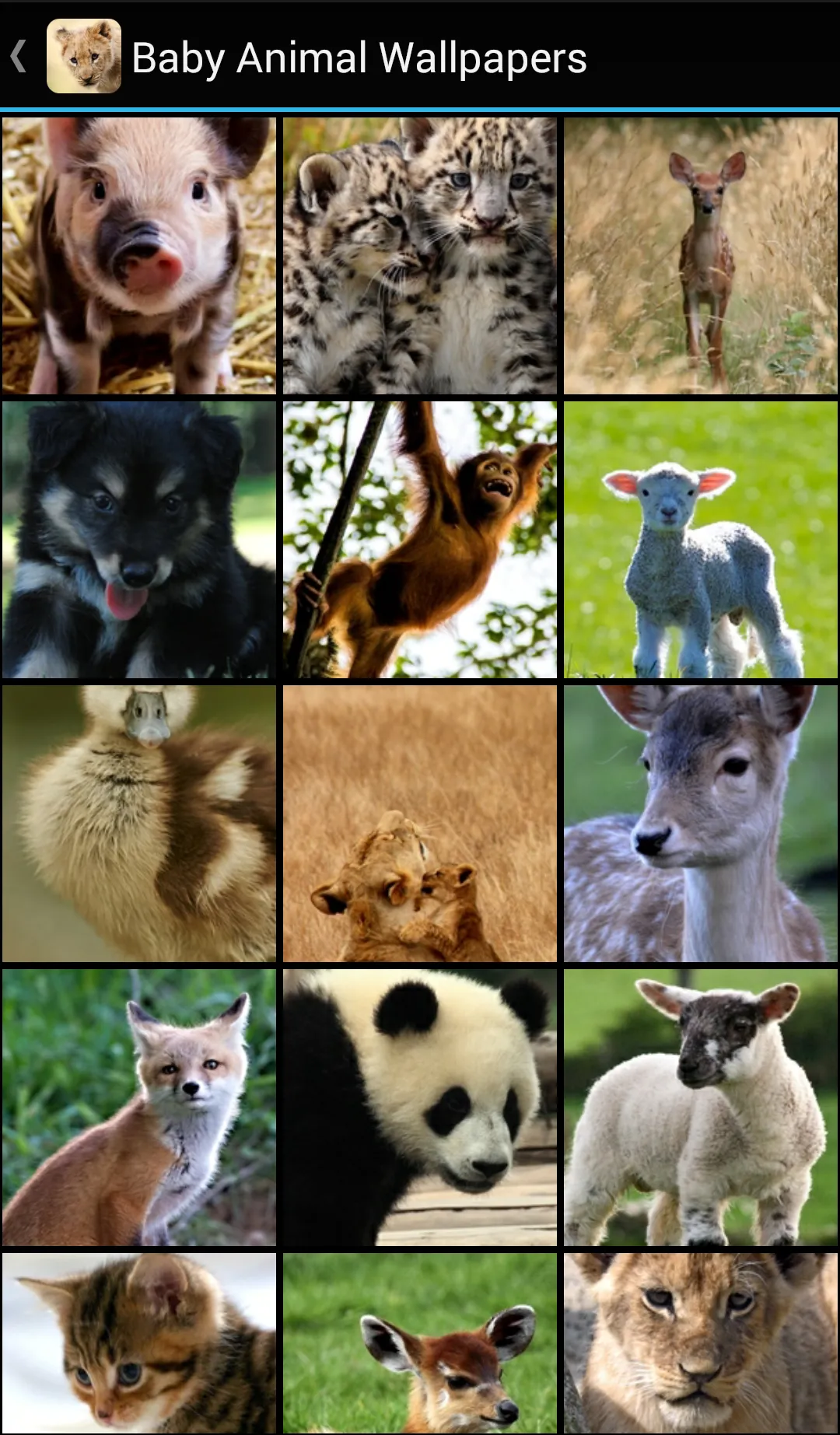 Baby Animal Wallpapers | Indus Appstore | Screenshot