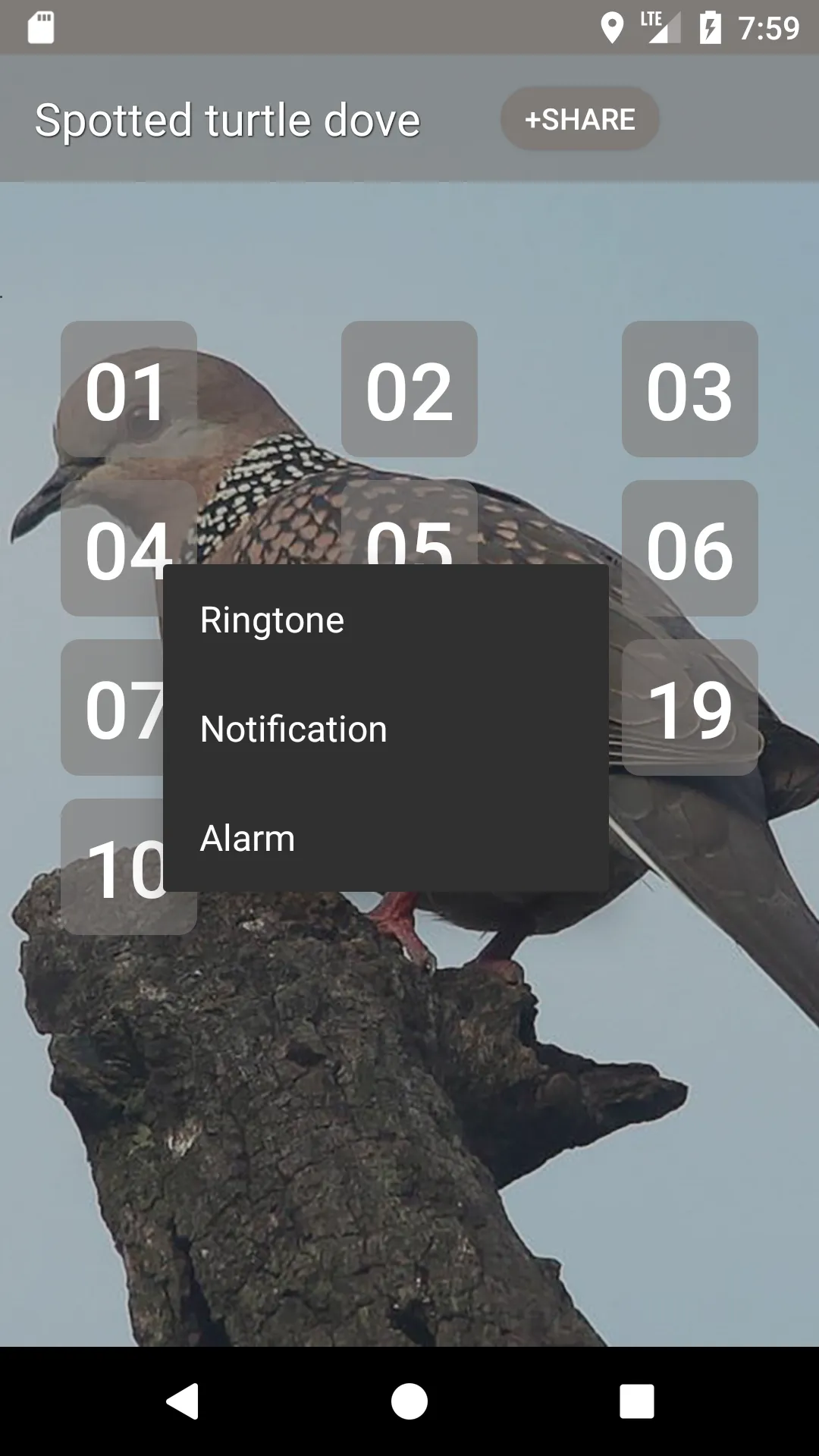 Spotted turtle dove Sounds | Indus Appstore | Screenshot