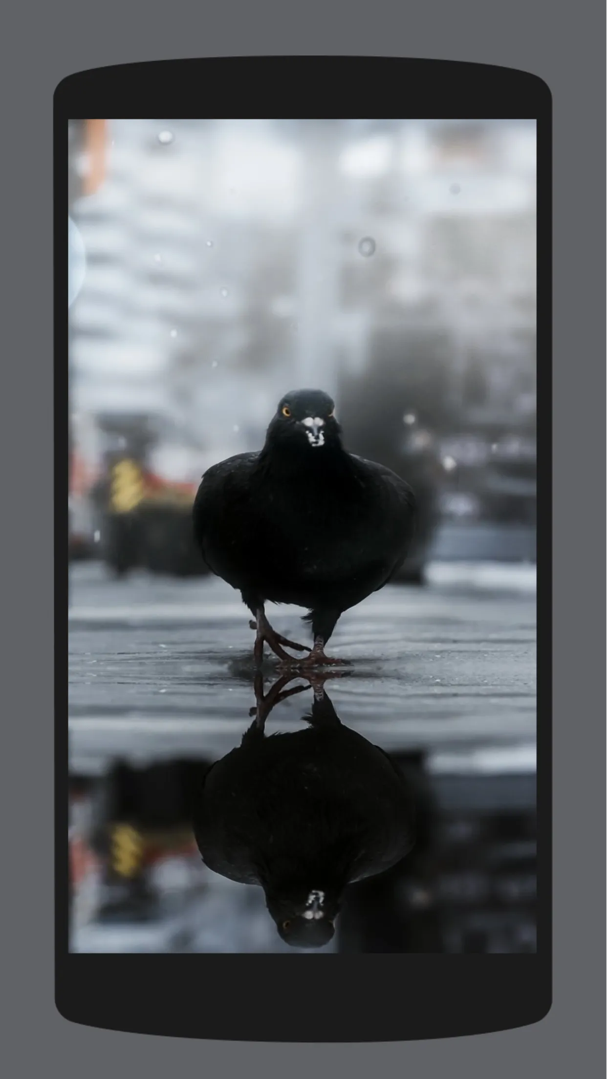 Pigeon Wallpaper HD 4K | Indus Appstore | Screenshot