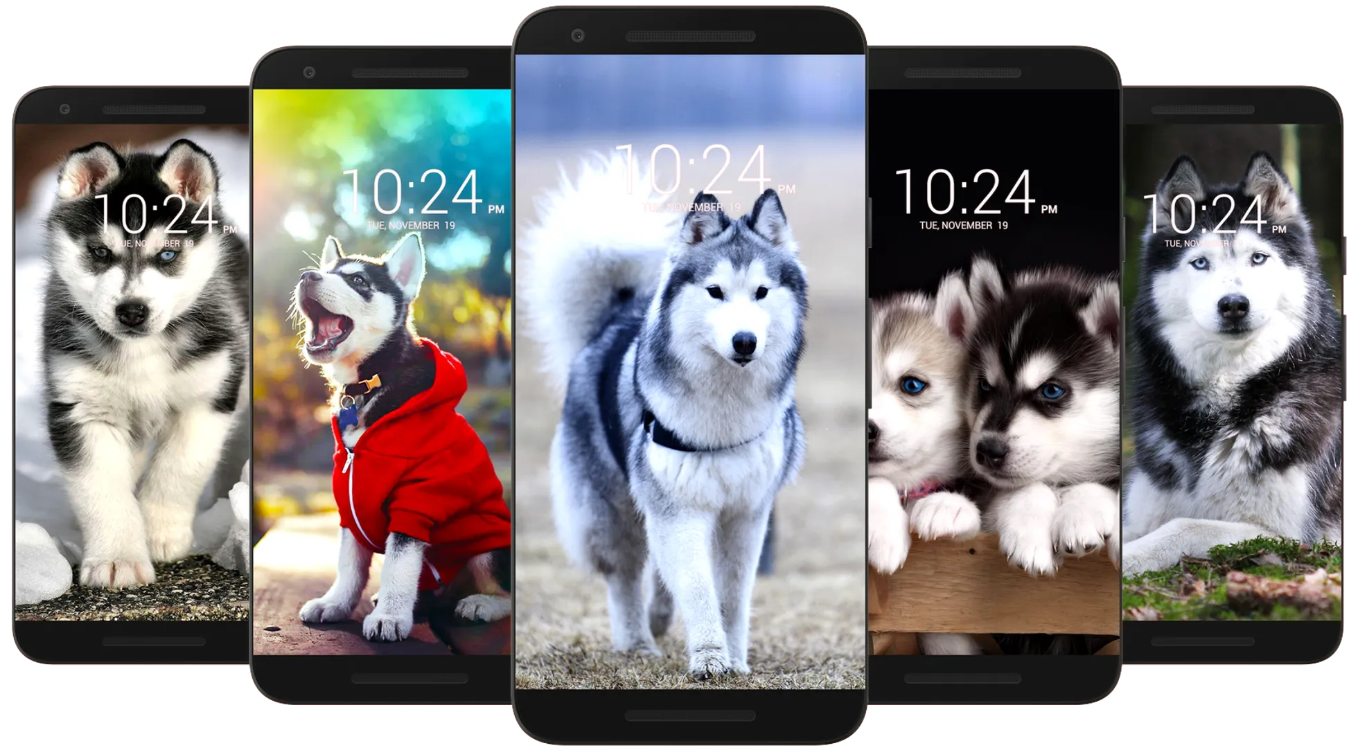 Husky Dog Wallpaper HD | Indus Appstore | Screenshot